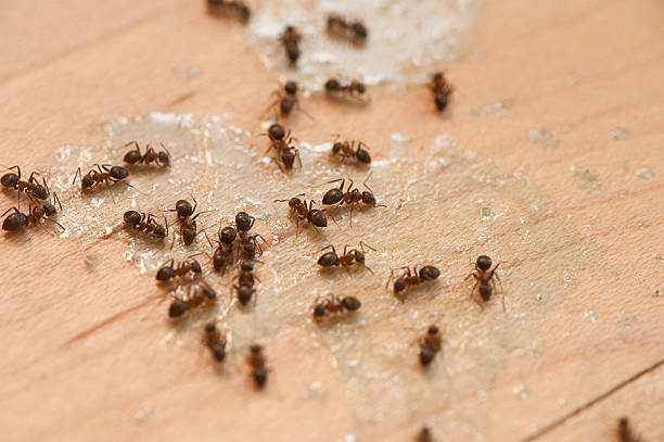 Best Pest Control Cost  in Alma, NE